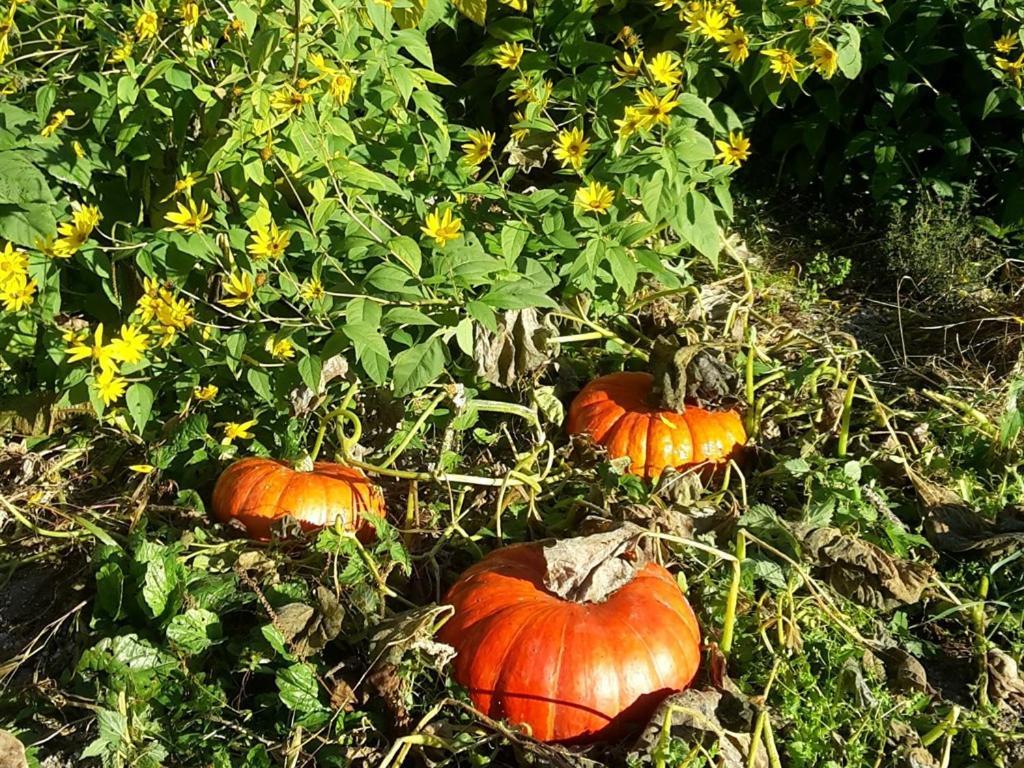 Clamanges Au Pre Du Moulin Bed & Breakfast エクステリア 写真